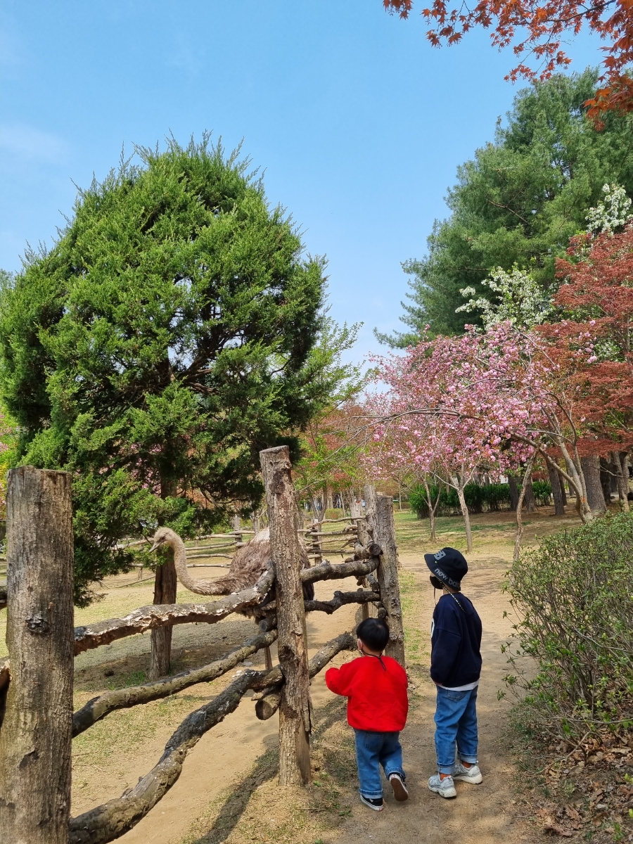 남이섬 배시간표 남이섬 배시간표, 할인 방법, 97