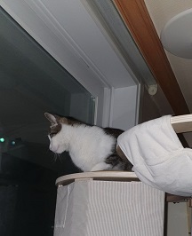 밤에 캣타워에 올라가서 밑을 내려보는 고양이 사진