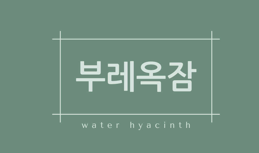 부레옥잠(water hyacinth)