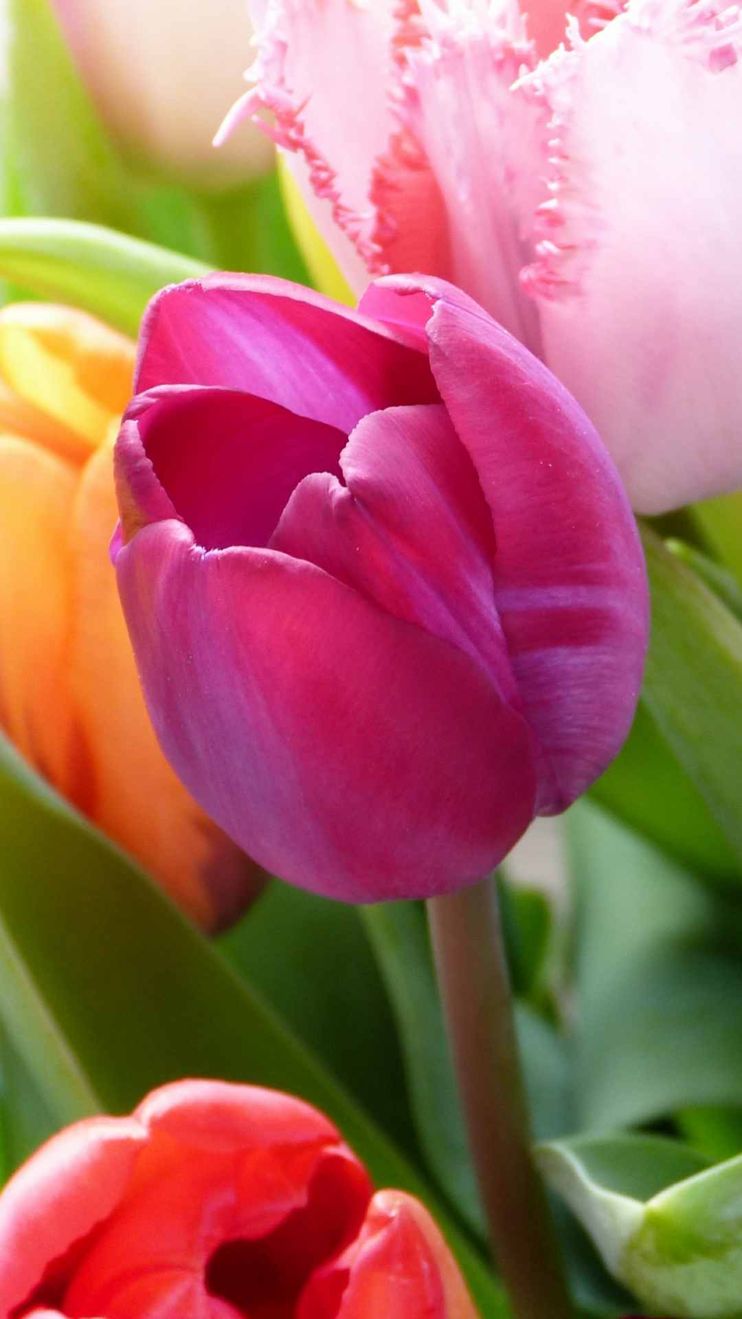 Tulip Flower iPhone Wallpaper