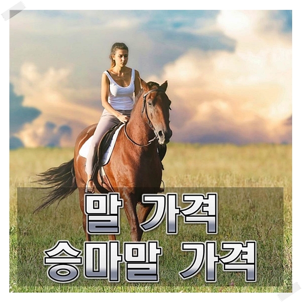  말가격 승마용 말가격 얼마일까