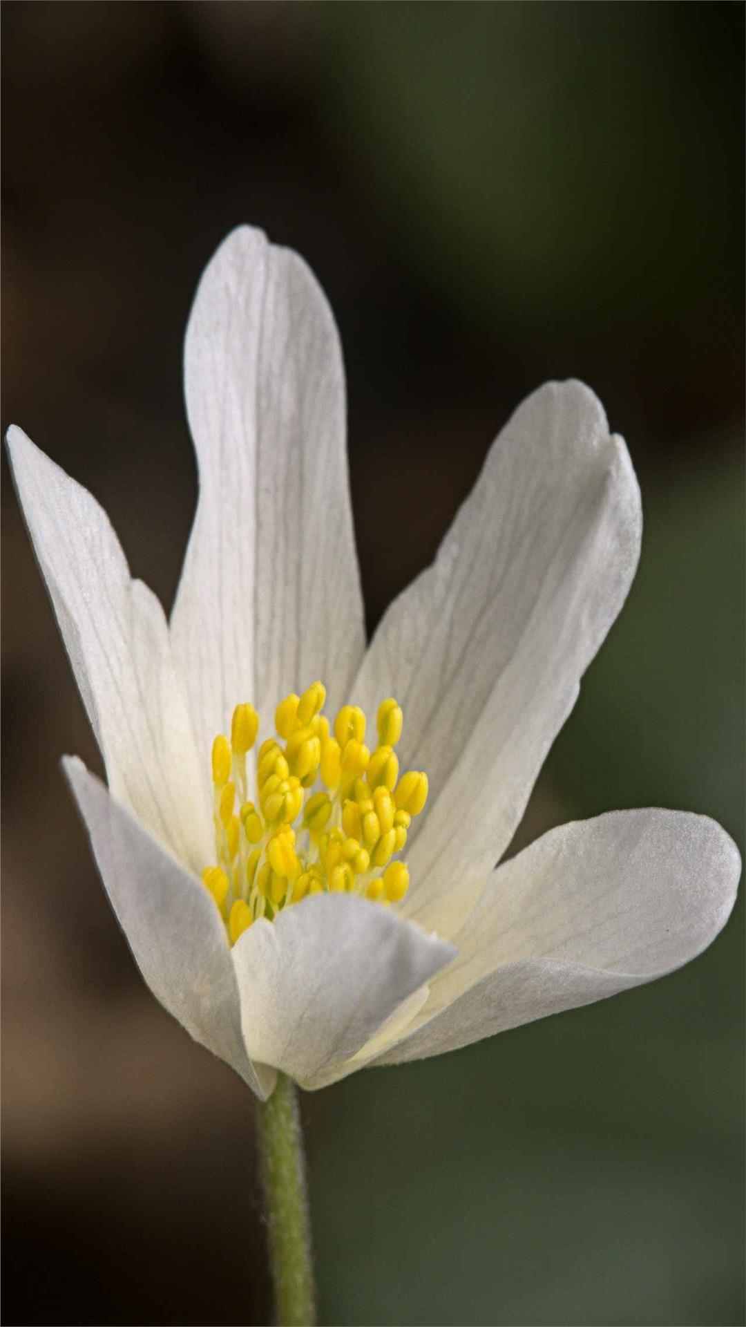 Anemone Flower iPhone Wallpaper