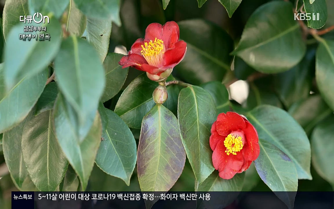 다큐 온.E131p-NEXT.mp4_20220319_174016.964.jpg