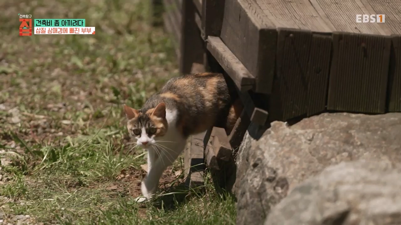 TV - 전 국민의 평생학교 EBS건축비 좀 아끼려다.mp4_20230813_180622.419.jpg