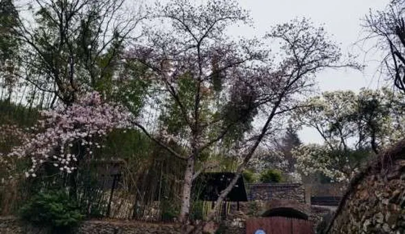 아홉산숲