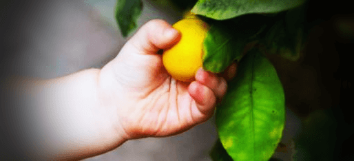 레몬열매-잡고있는-아기손-사진