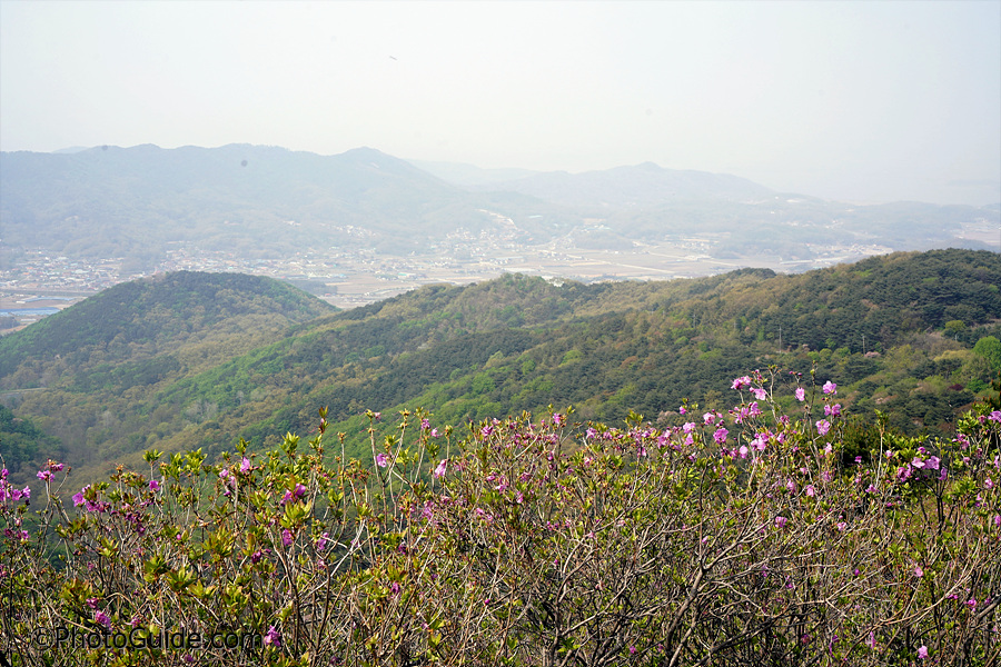 진달래축제-고려산