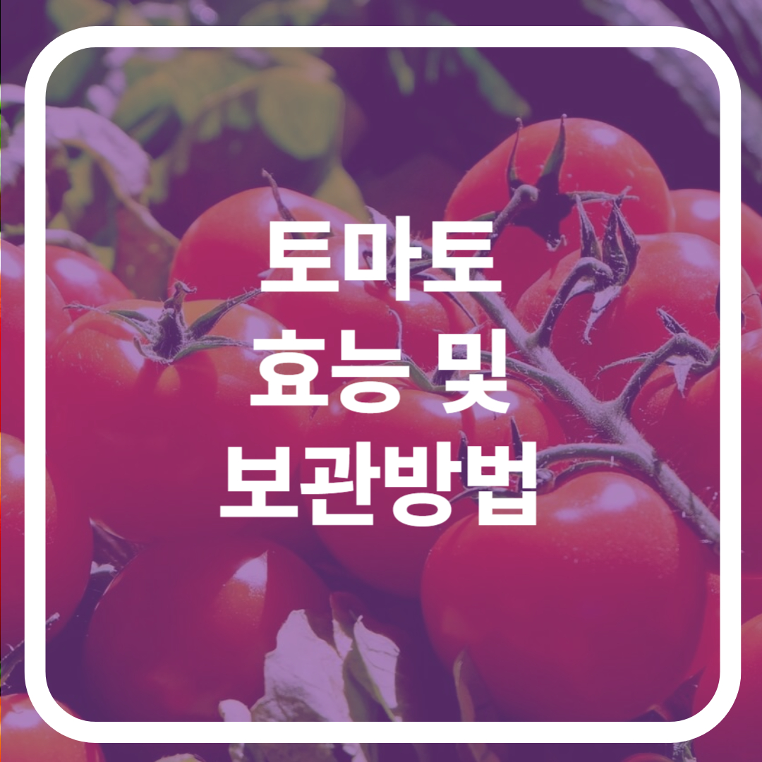 토마토 효능 및 보관방법