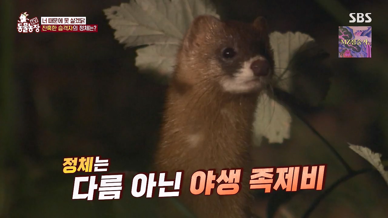 TV 동물농장.E1176.240617p-NEXT.mp4_20240616_171026.237.jpg