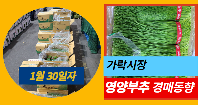  1월 30일자 가락시장 영양부추 경매동향을 살펴보겠습니다!