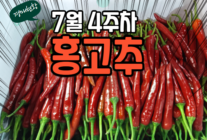  [경매사 품목별 주간 동향보고] 요즘 시세가 떨어지네!! "홍고추" (7월 4주차)