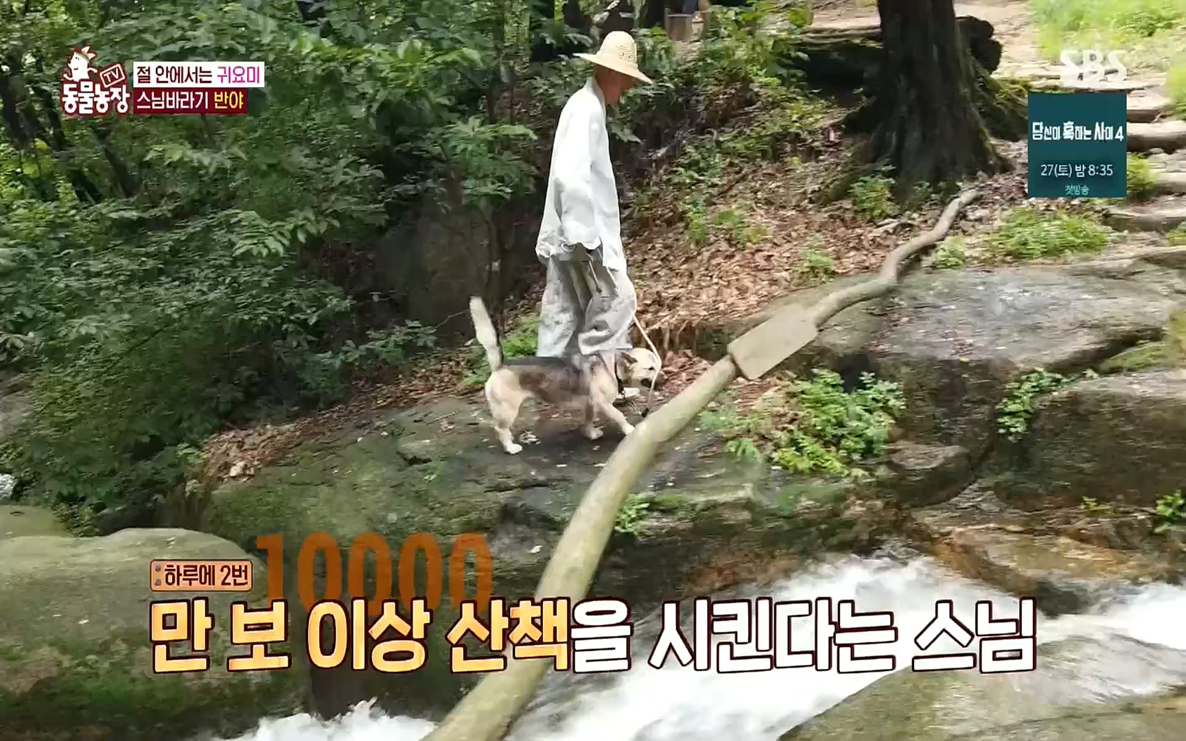 TV 동물농장.E1083.220821p.H264-F1RST.mp4_20220821_183708.859.jpg
