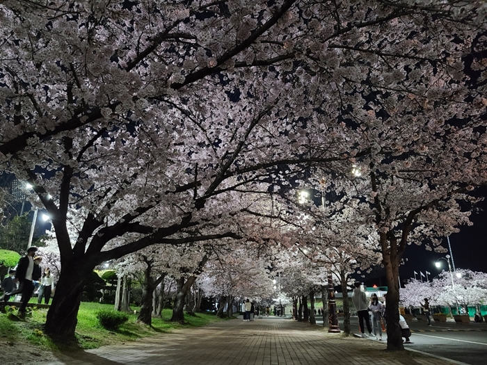 까만밤을 수놓은 벚꽃터널