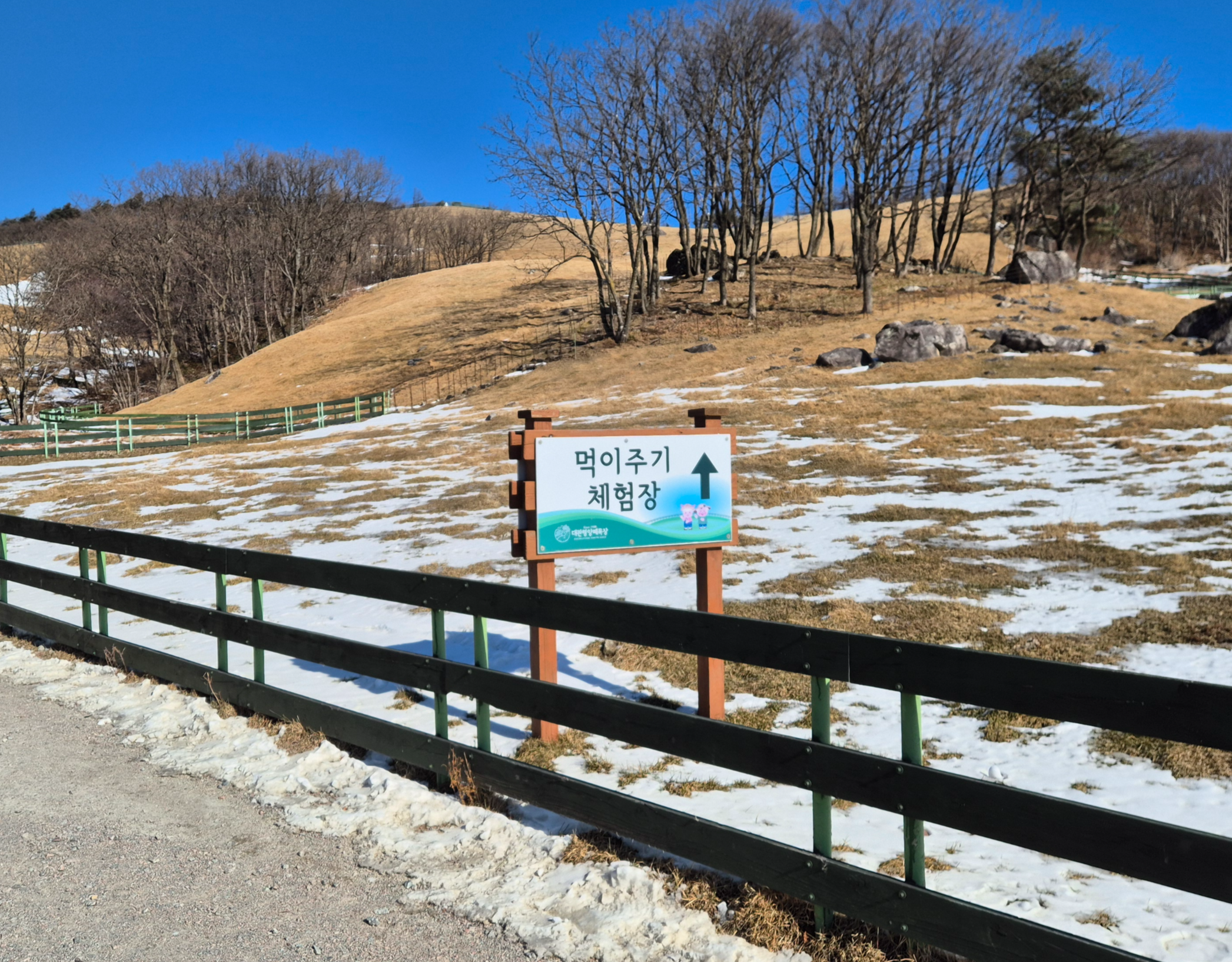 양떼목장 먹이주기 체험장 가는 길