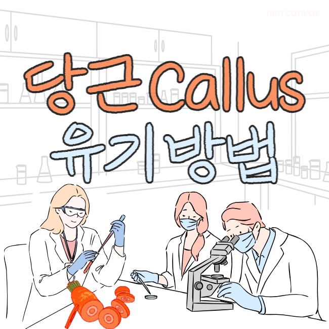  당근 캘러스 유기 실험, 당근 캘러스 배양 실험 준비물 및 방법 (carrot callus)