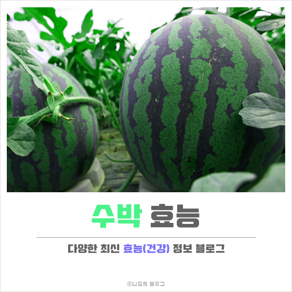 수박 효능 정리