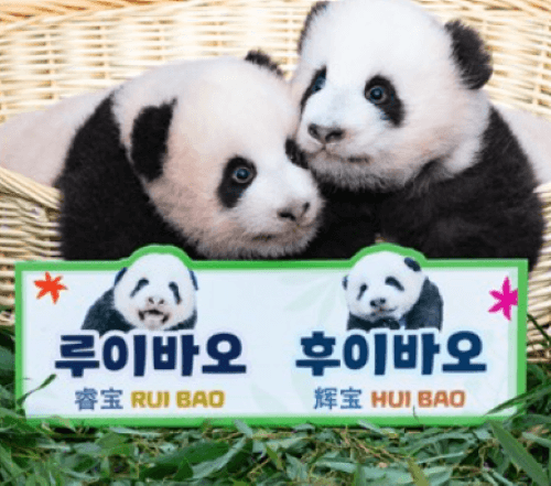 에버랜드 쌍둥이 판다 구별법: 루이바오 후이바오 공개!