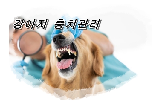  개의 치주질환, 증상이나 치료법이란? 방치하면 심각한 질병을 일으킨다!?