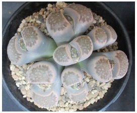 플러리