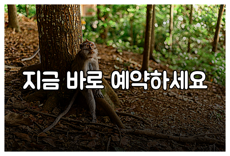 지금 바로 예약하세요