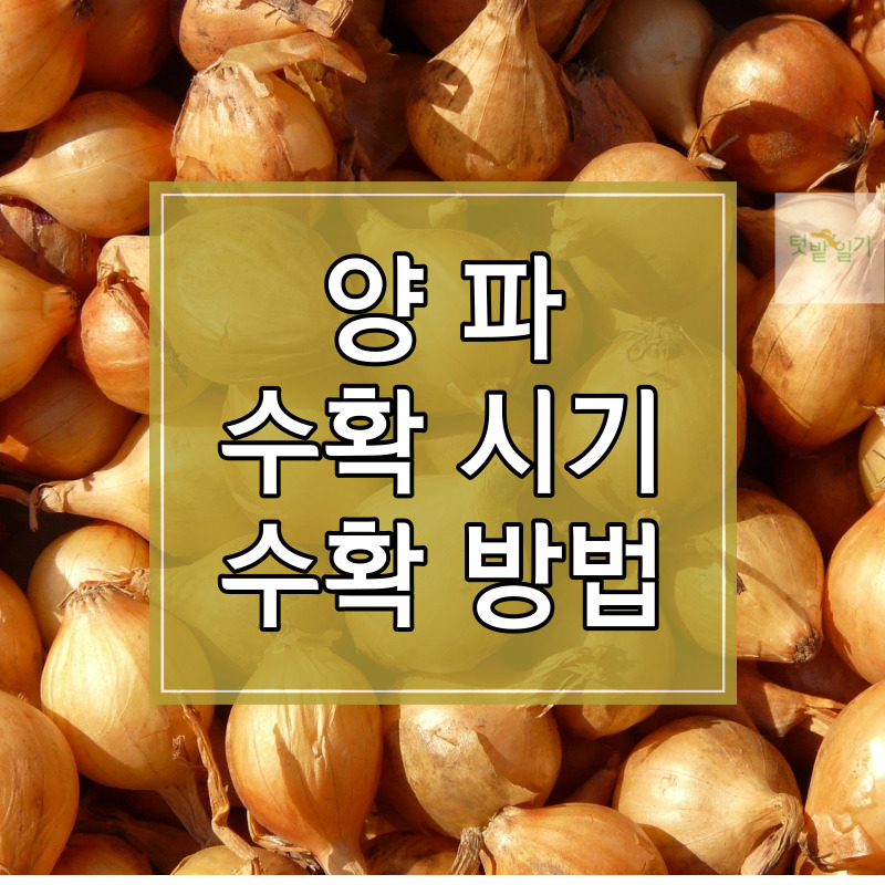 양파 수확시기 수확방법 저장방법 알아보기