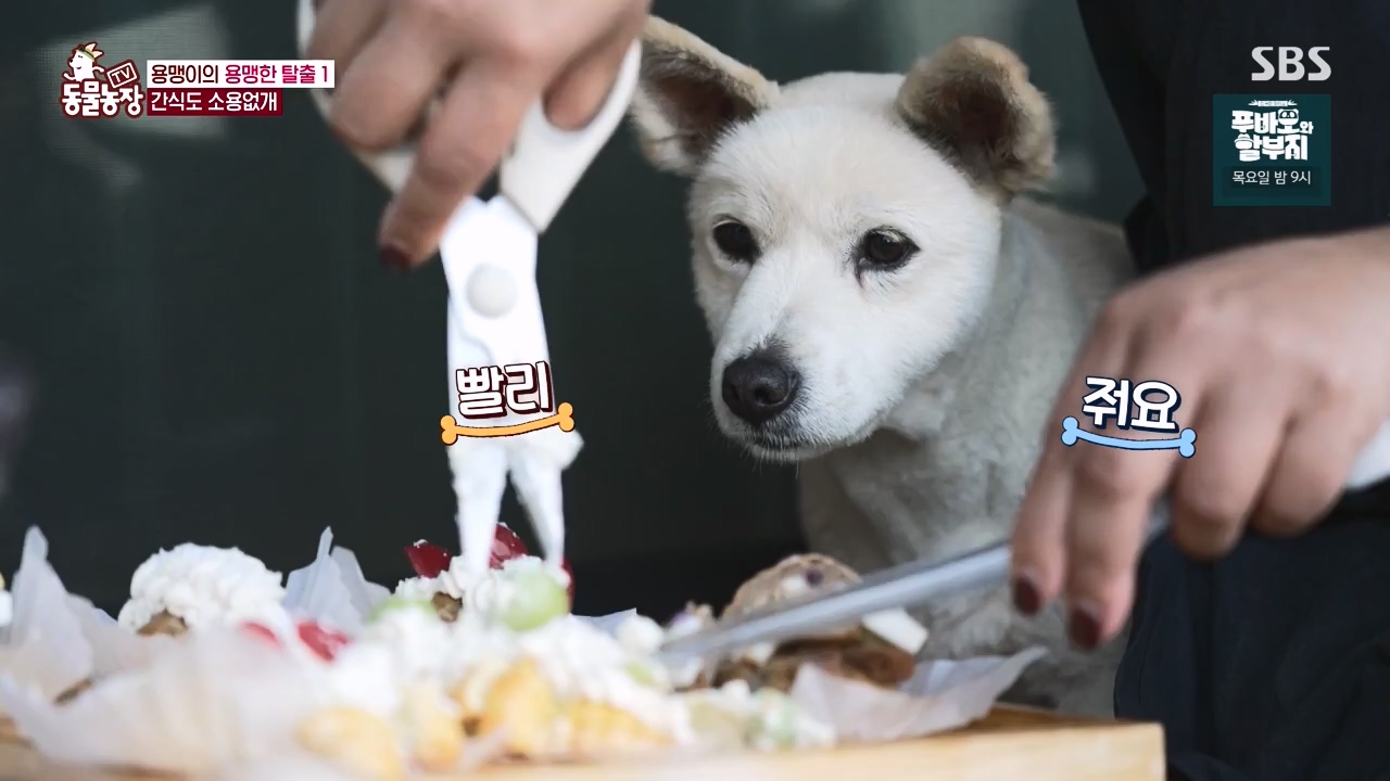 TV 동물농장.E1147.231127p-NEXT.mp4_20231126_170359.866.jpg