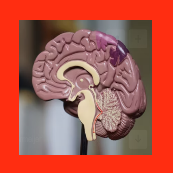 뇌의 단면 모양
