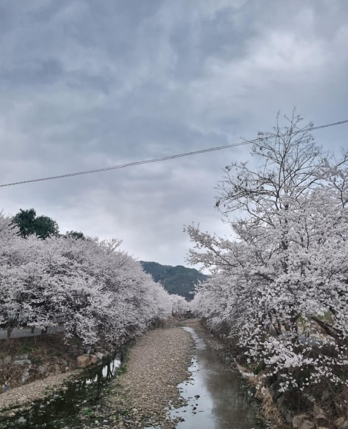 귀여리-벚꽃길