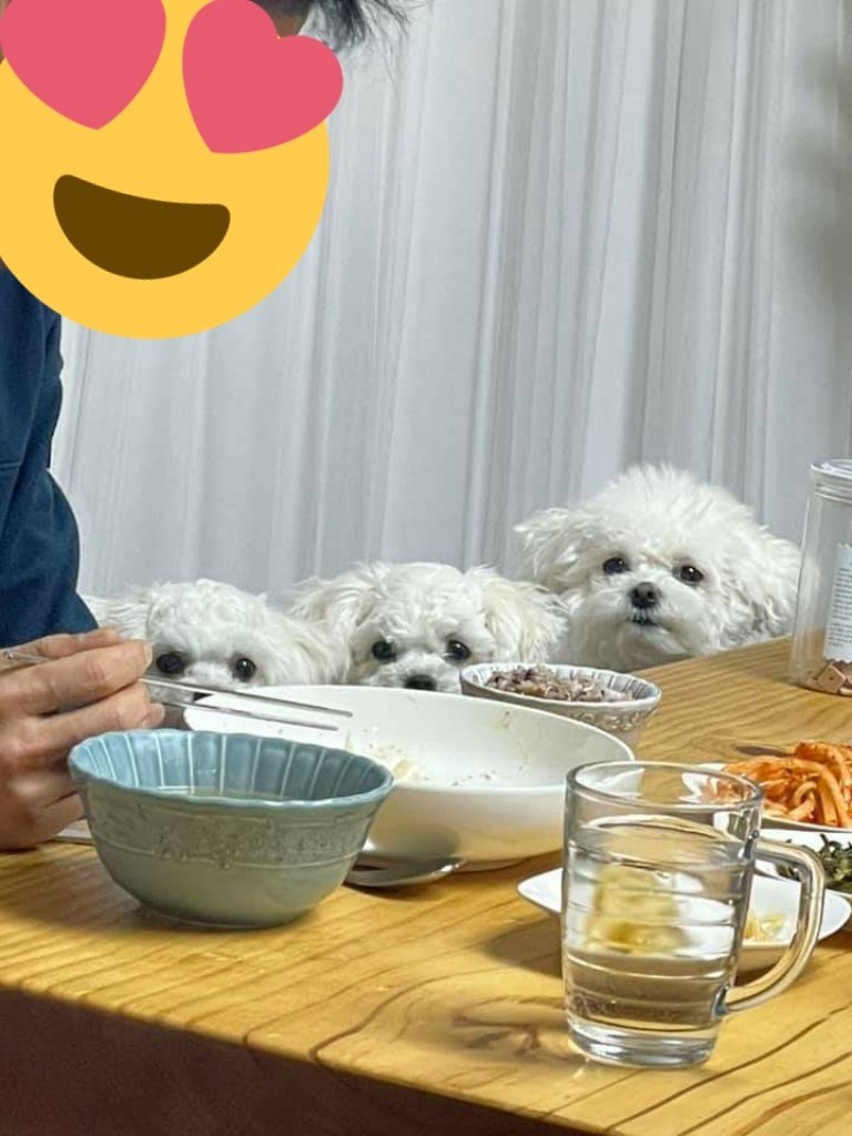  밥 먹을 때마다 등장하는 한입만 트리오