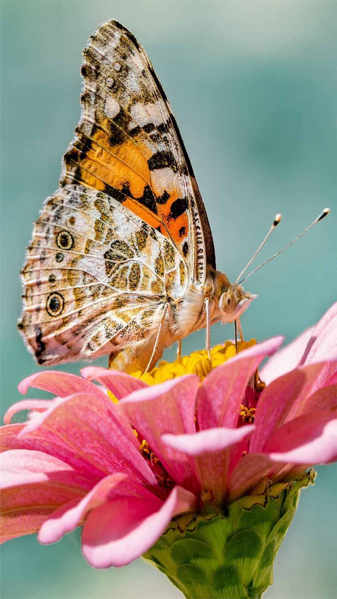 Butterfly Animal iPhone Wallpaper