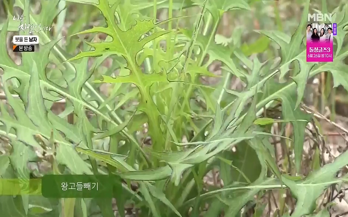 나는 자연인이다.E506.220616p-NEXT.mp4_20220616_200846.511.jpg