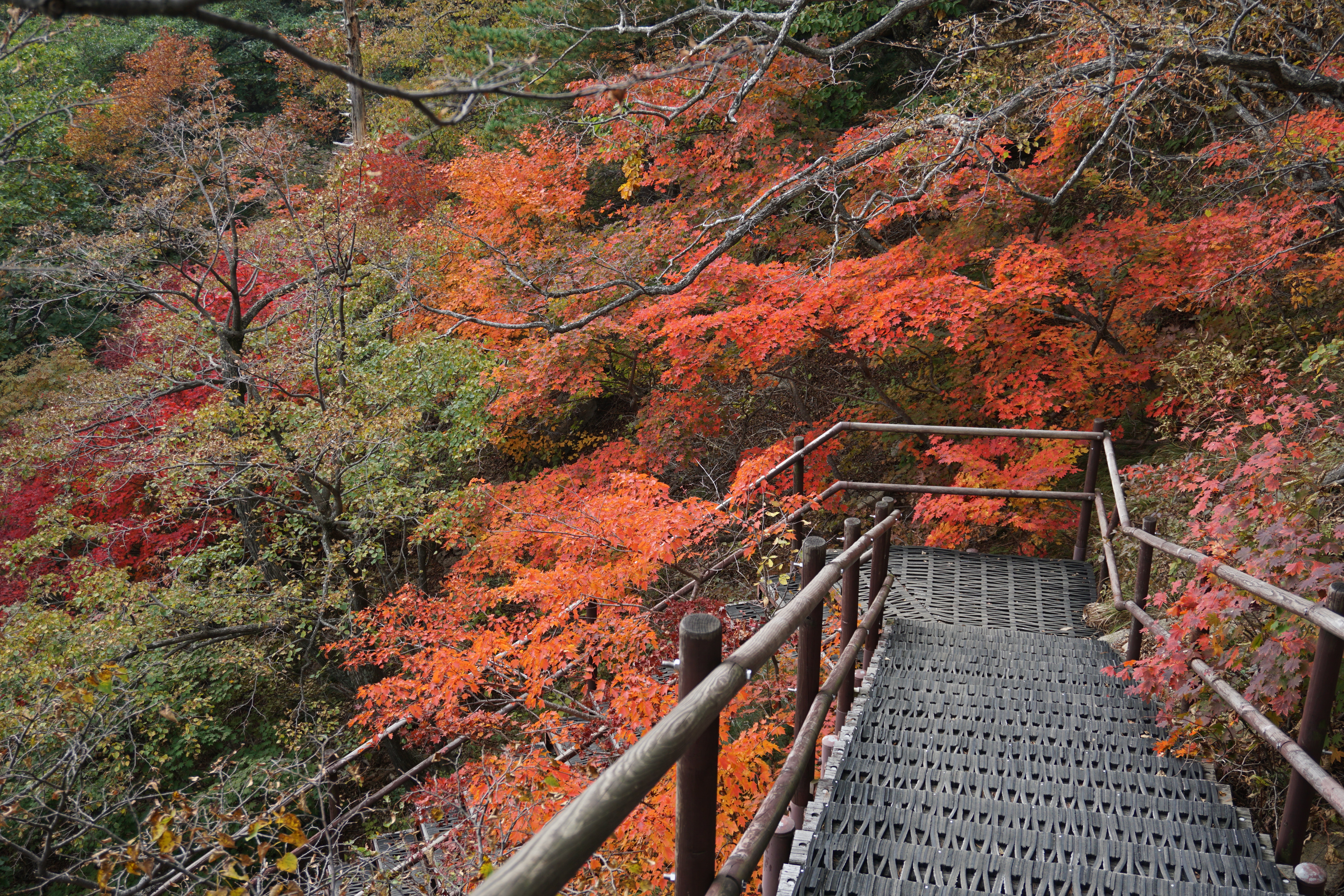 설악산 단풍