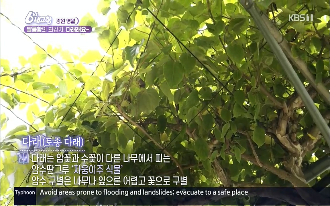 6시 내고향.E7611.220907p.H264-F1RST.mp4_20220908_201205.248.jpg