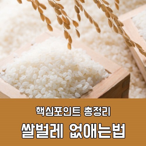  쌀벌레가 생기는 이유부터 없애는 방법 꿀팁 공유