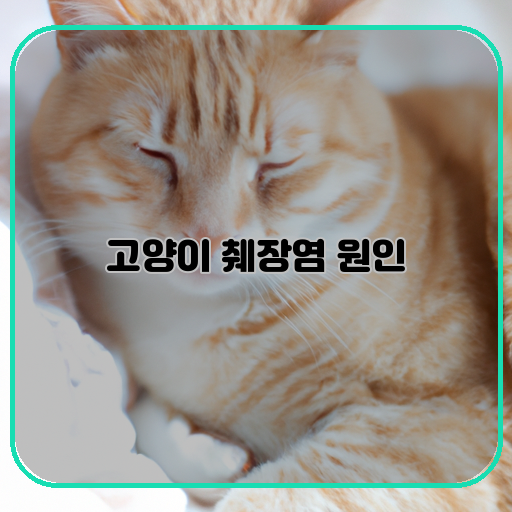 췌장염-고양이-예방-방법