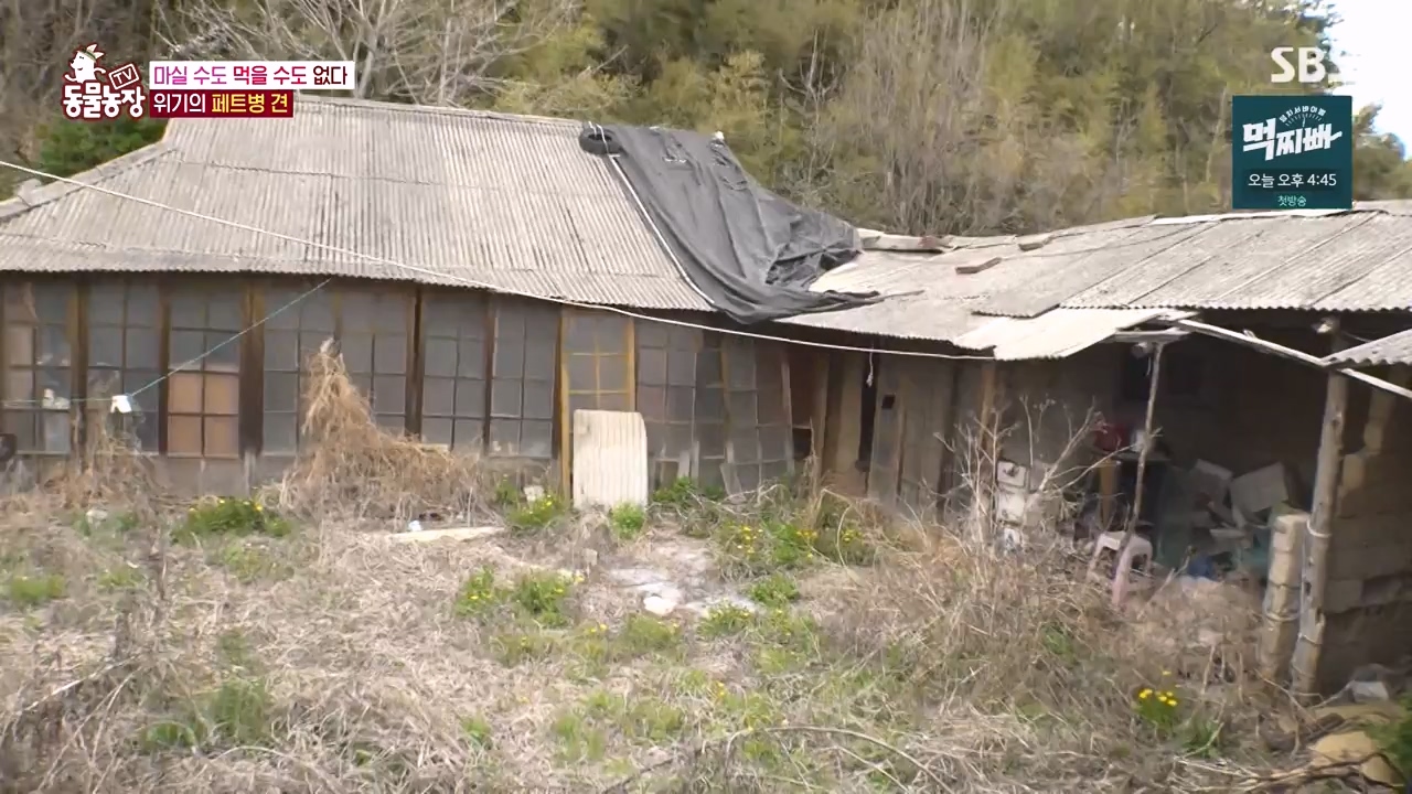 TV 동물농장.E1140.231009p-NEXT.mp4_20231008_174821.155.jpg