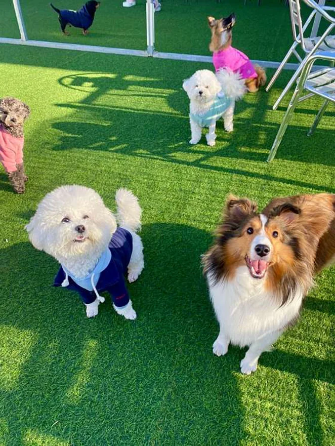 펫라운지 애견유치원 &amp; 애견호텔 &amp; 애견미용
