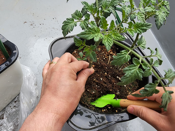 테라스 텃밭 집에서 방울토마토를 기르다 31