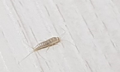  집안하얀벌레 효과있나 해봄;;(2주사용