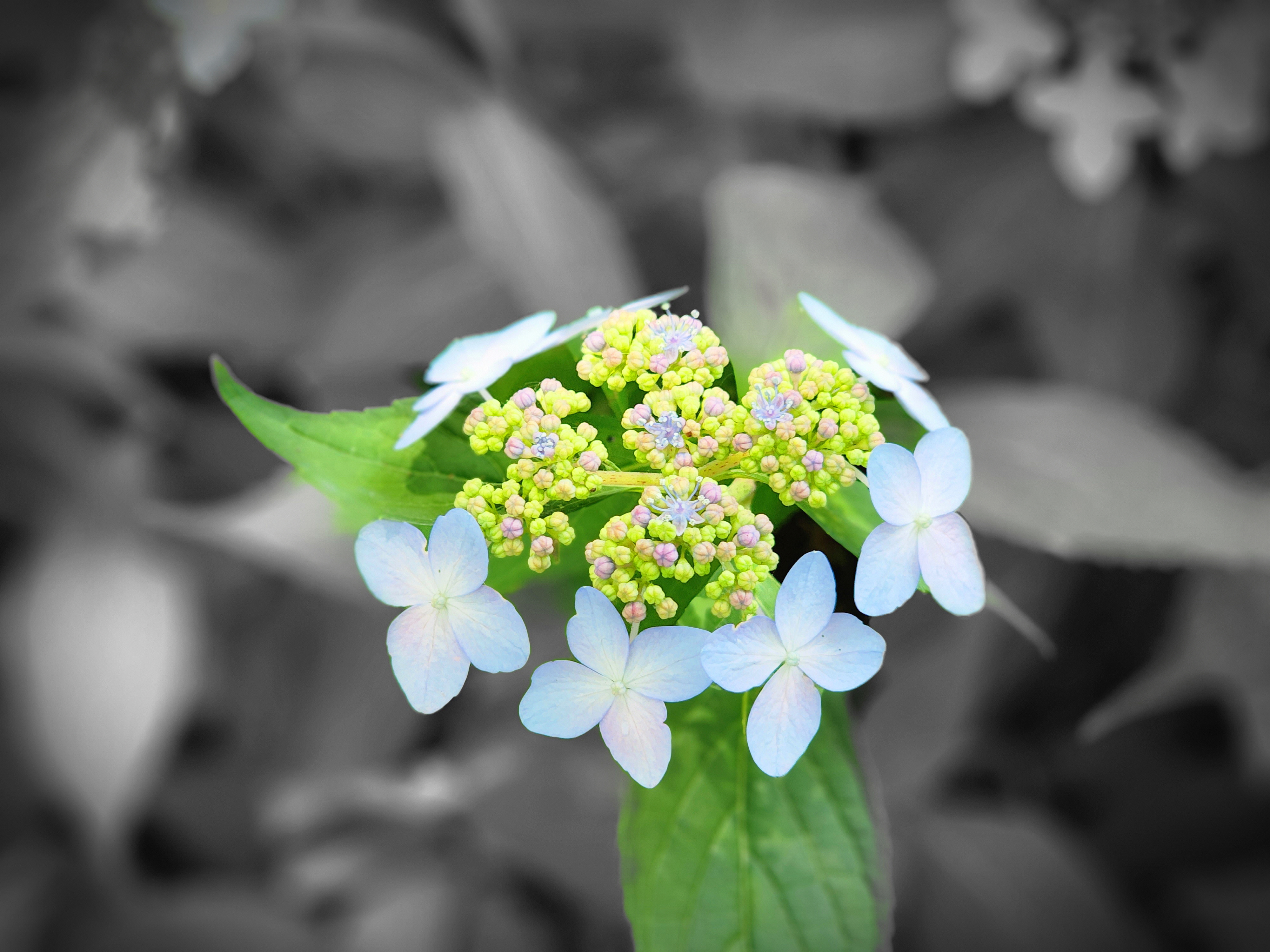 수국 hydrangea