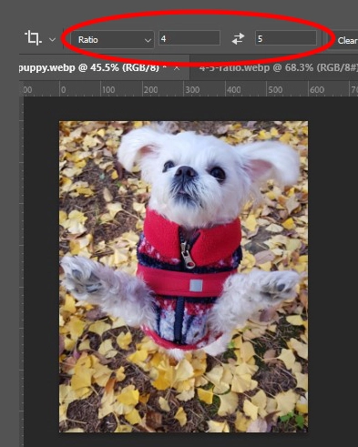 4대 5 비율을 설정하는 방법