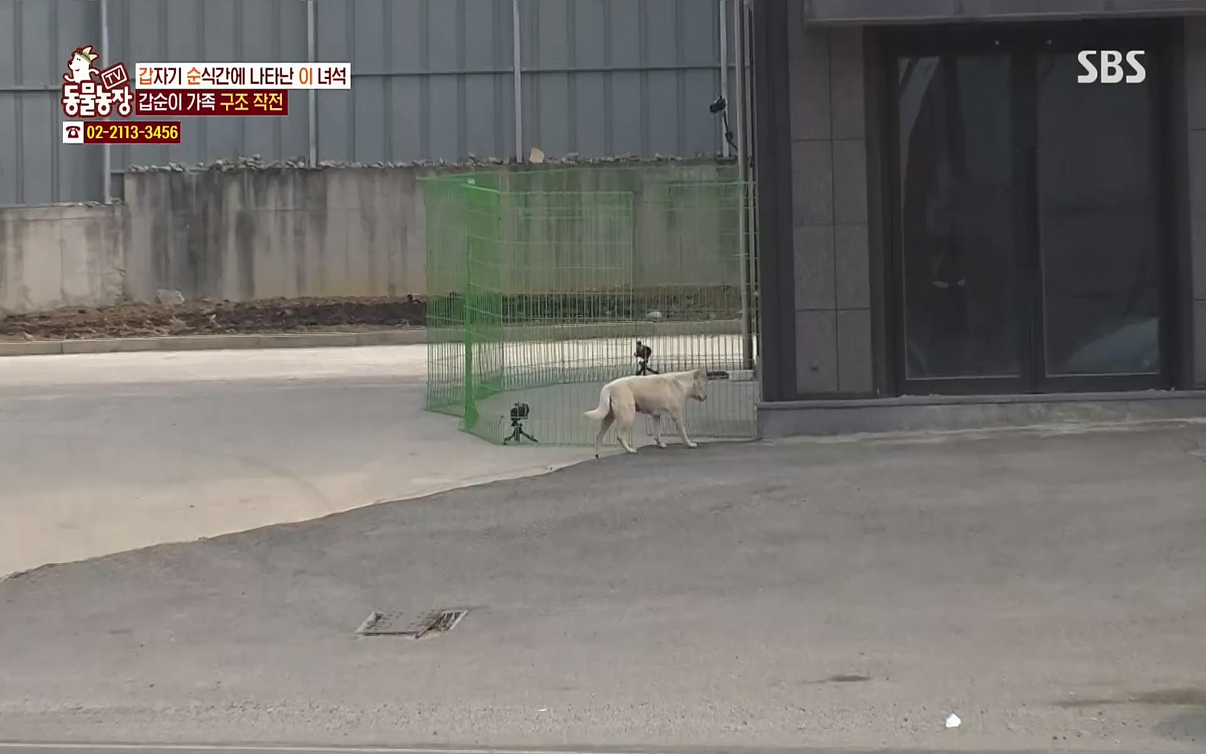 TV 동물농장.E1064.220410p.H264-F1RST.mp4_20220410_185002.135.jpg