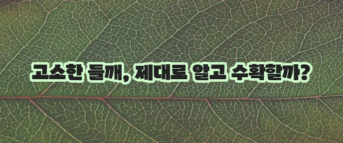 들깨 수확 시기와 재배 방법 꼭 알아야 합니다