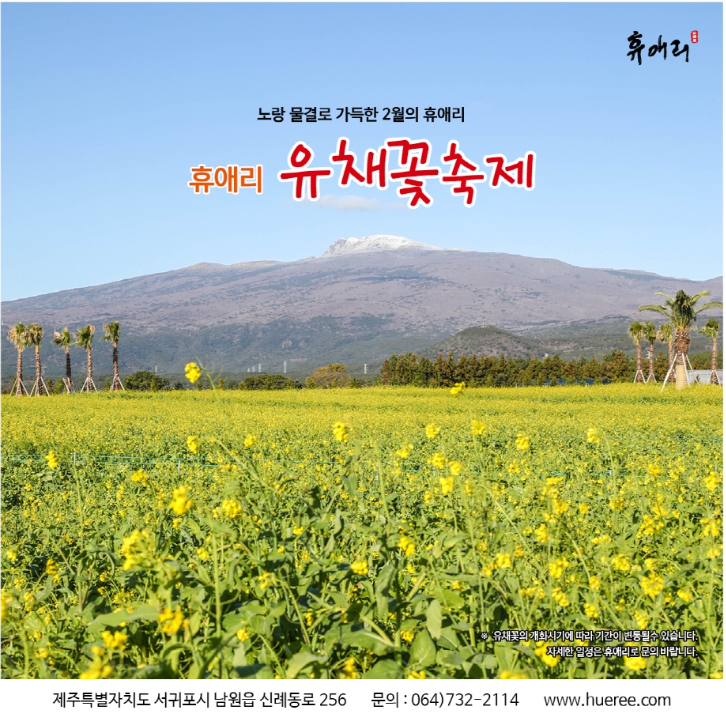 휴애리 - 유채꽃 축제