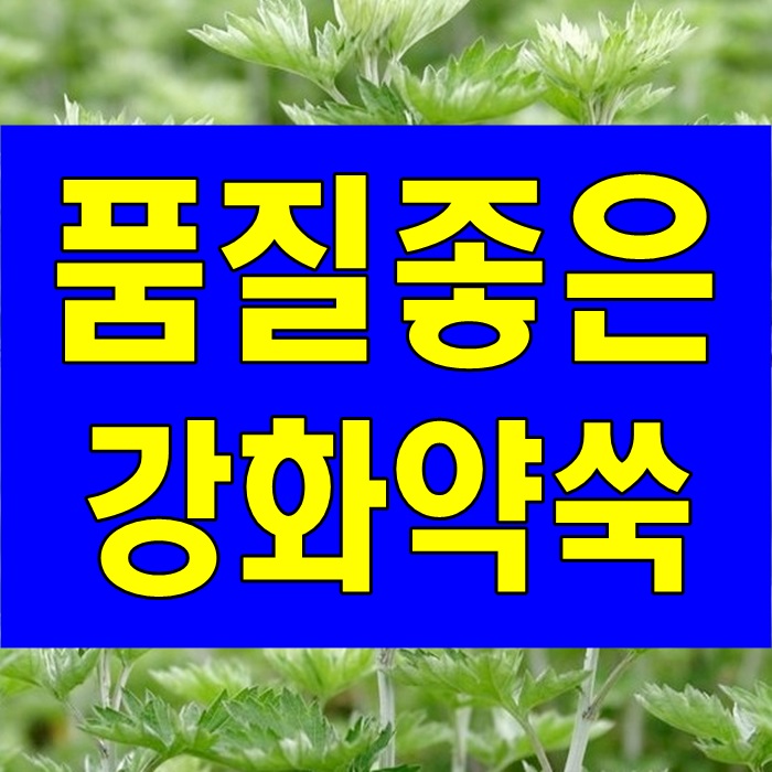 강화약쑥 효능과 말린 7