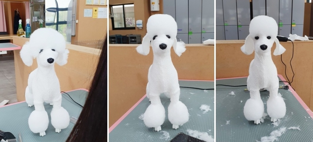 정애견미용학원 실견 위그 실습