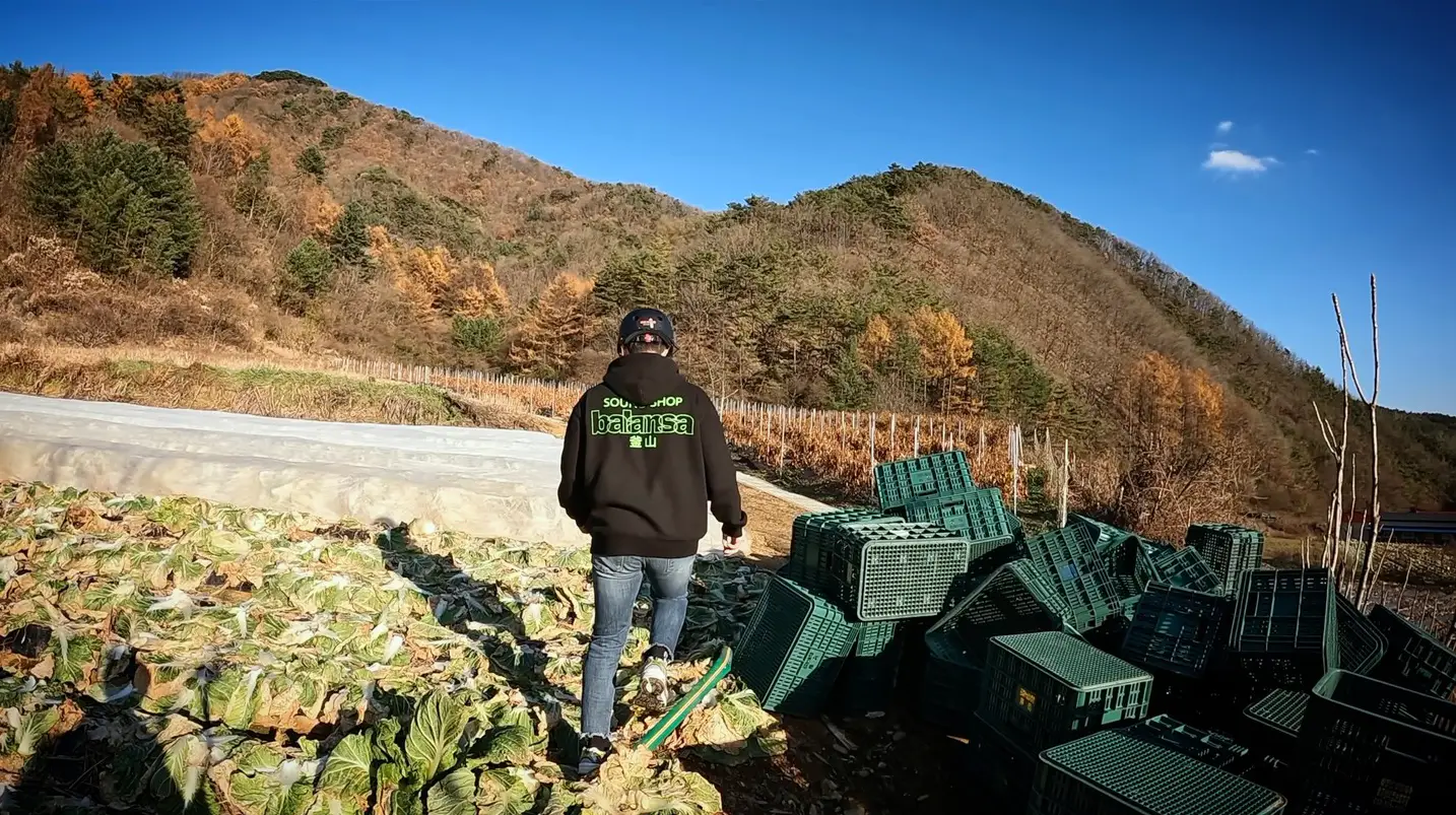 배추밭을 가로지르다