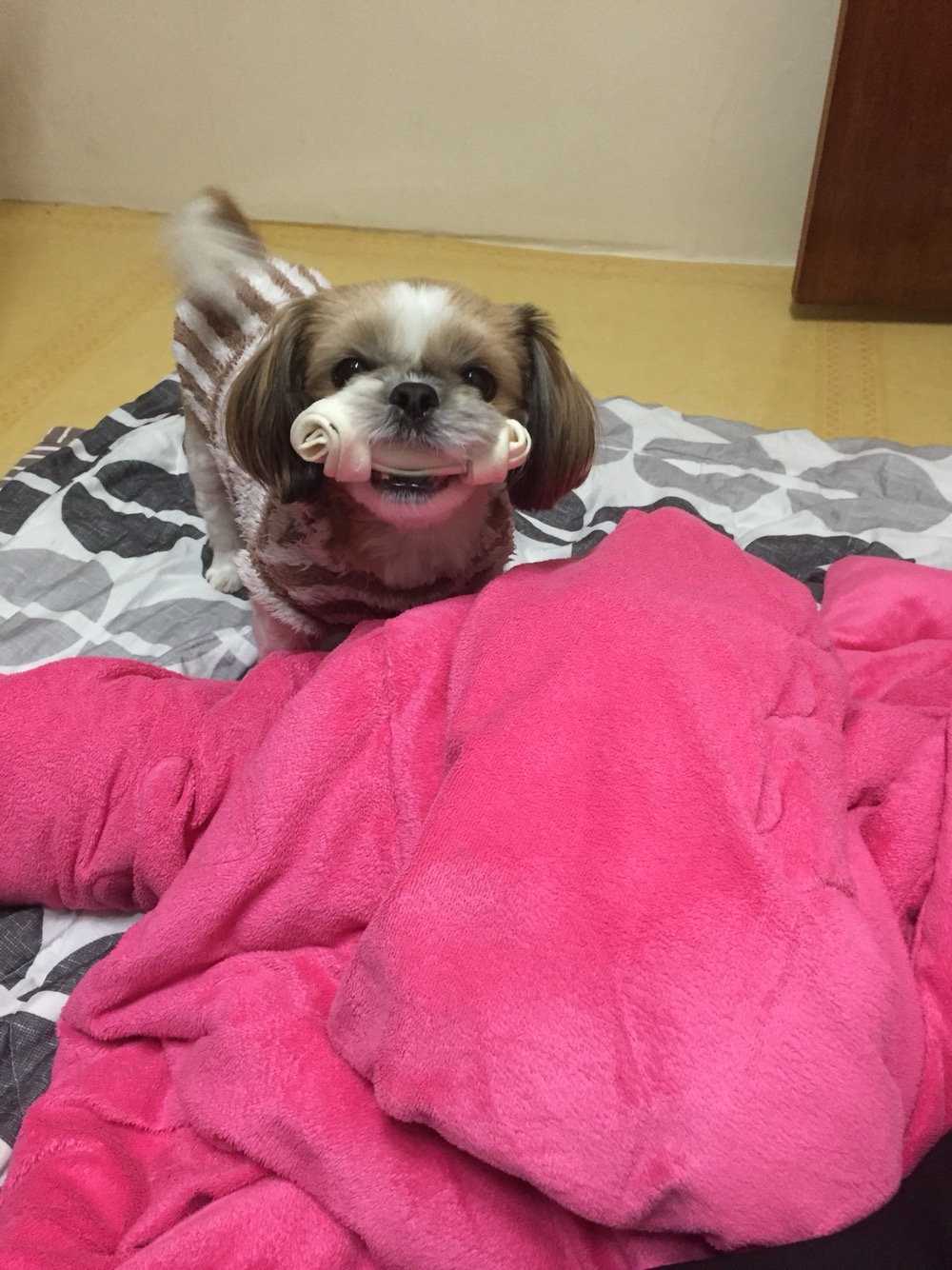  강아지 고양이 분리불안 훈련