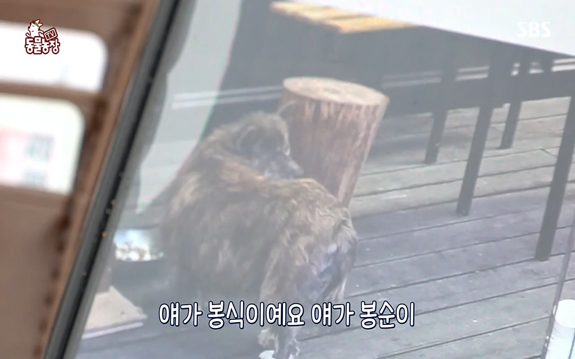 TV 동물농장.E1070.220523p-NEXT.mp4_20220522_182031.870.jpg