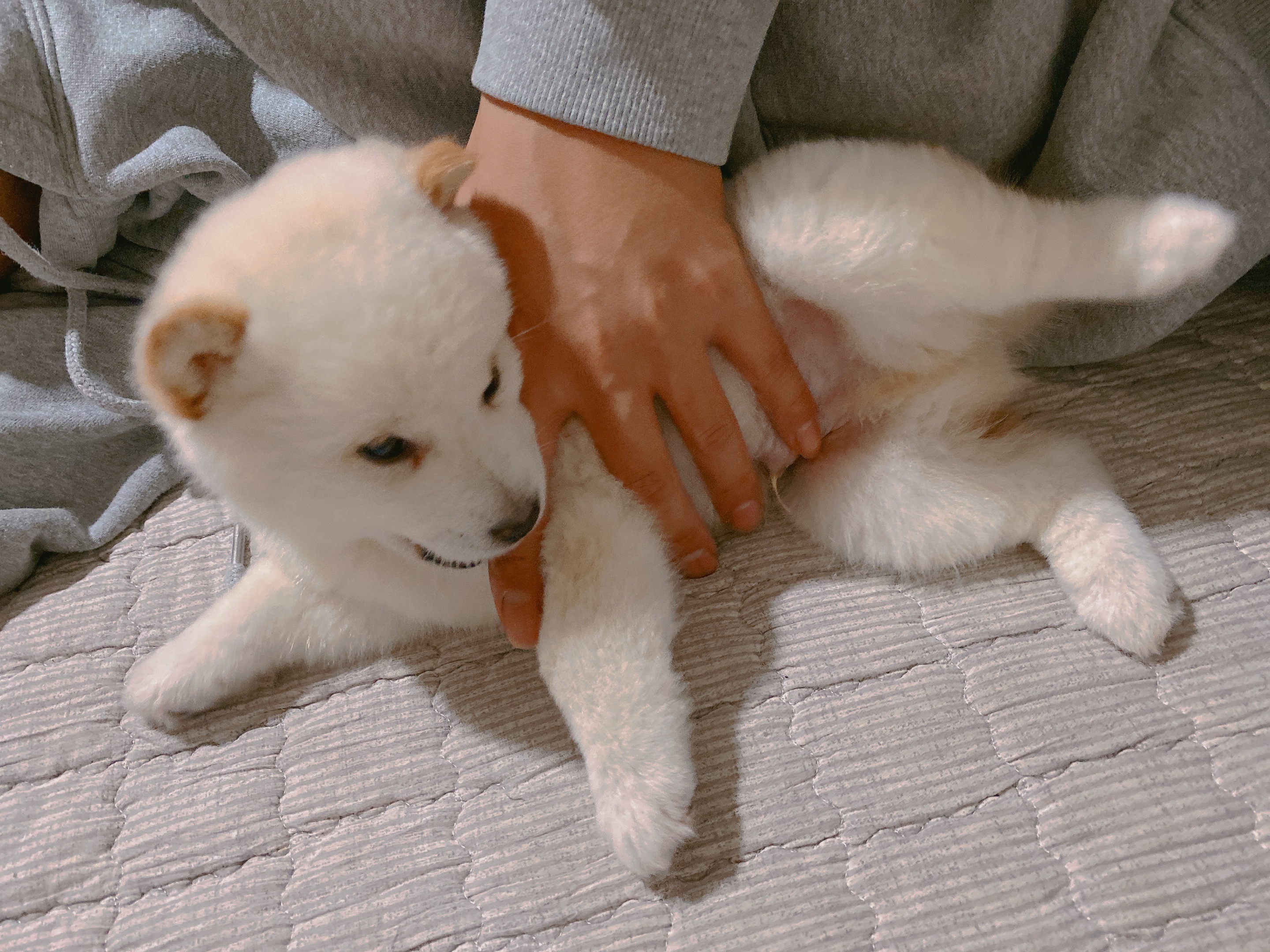alt 태그